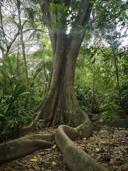 Arbre Parque Tayrona Colombie