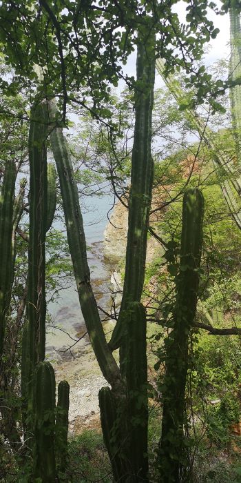 cactus Taganga Colombie