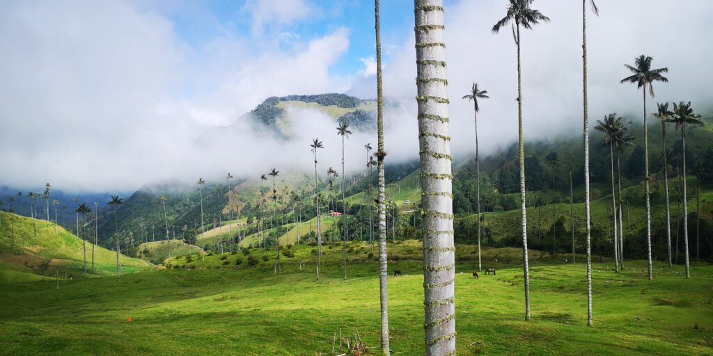 palmier de cire Vallée de Cocora Colombie