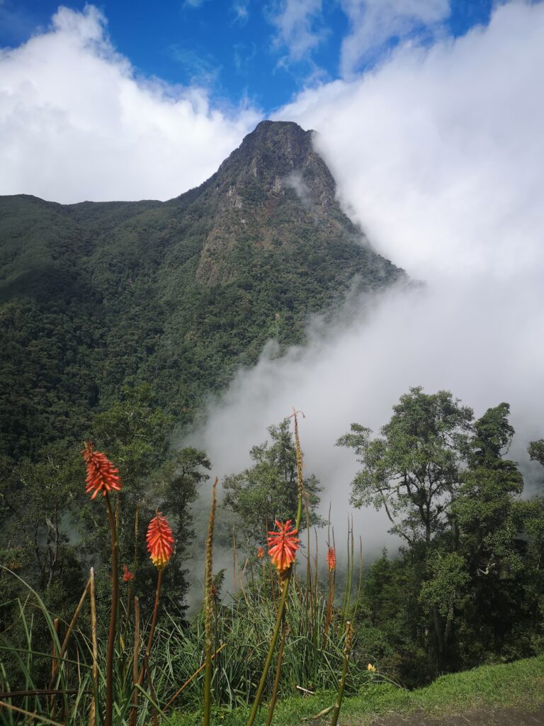 La Montaña Vallée de Cocora Colombie