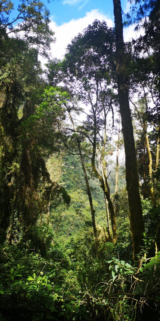 Jungle  Vallée de Cocora Colombie