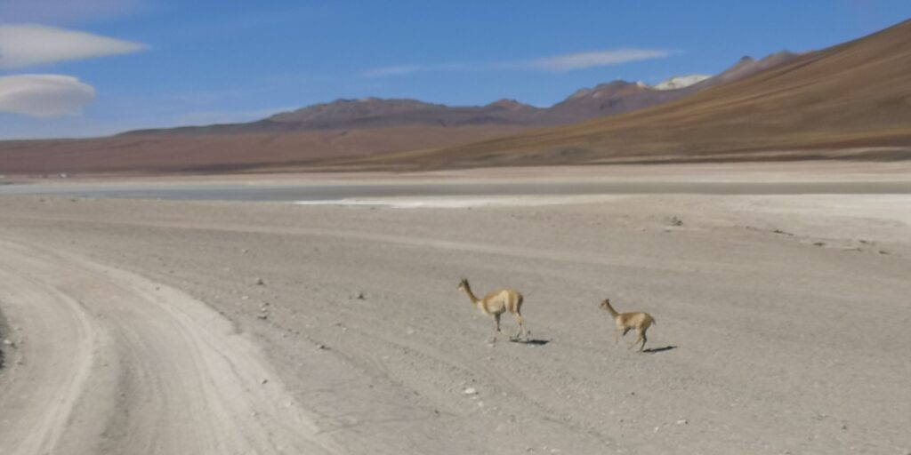 Lama Bolivie