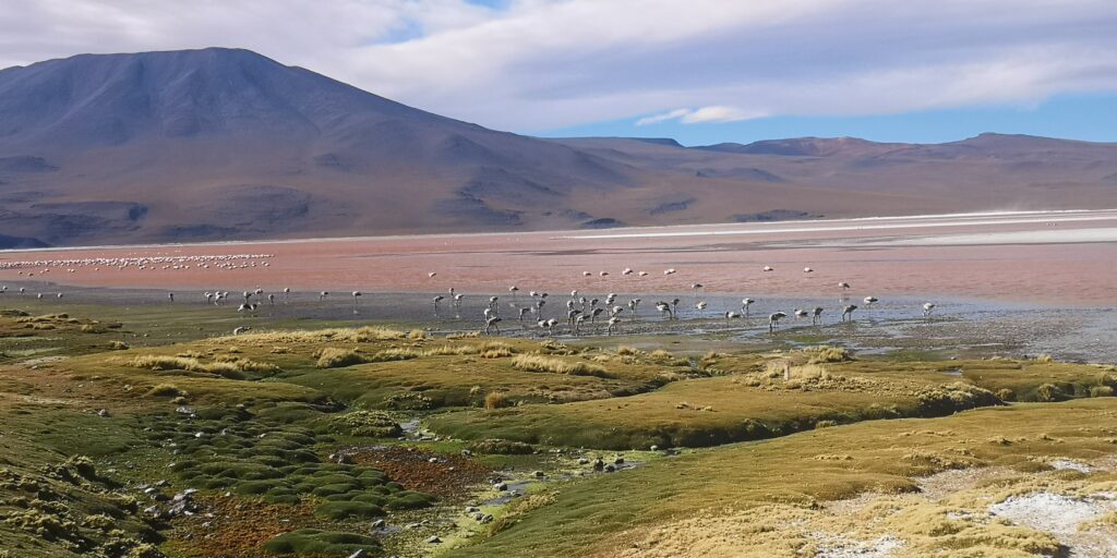 Laguna colorada bolivie