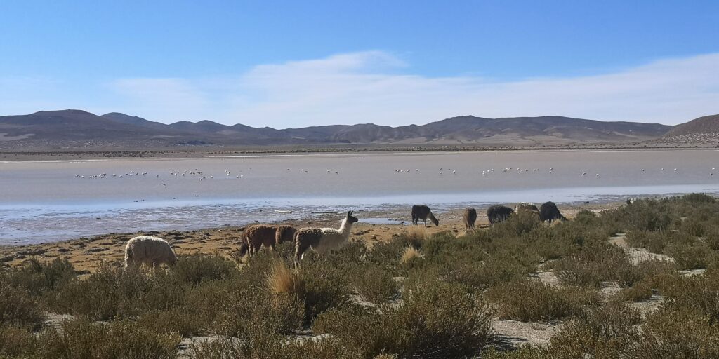 Lamas Sud Lipez Bolivie