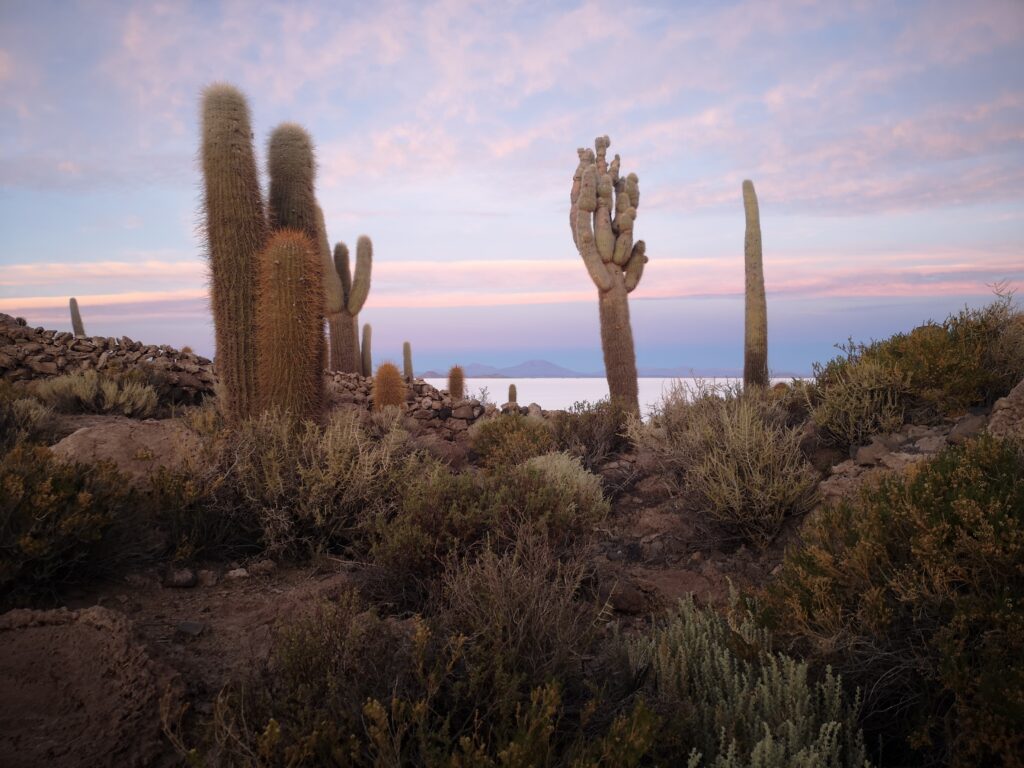 Isla Incahuasi Uyuni Bolivie